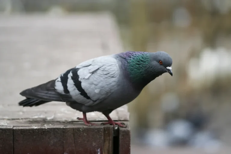 Gołąb
